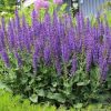Salvia x sylvestris 'Mainacht' (May Night)