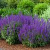 Salvia x sylvestris 'Mainacht' (May Night) - Image 2