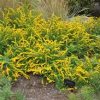 Solidago sphacelata 'Golden Fleece' - Image 2