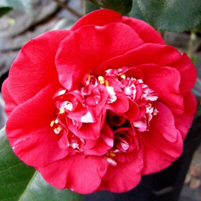 Camellia japonica 'April Tryst'