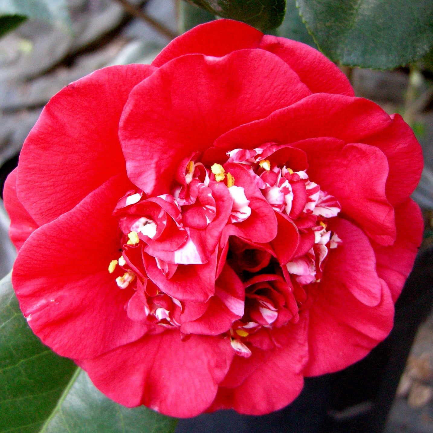 Camellia japonica 'April Tryst' - Kiefer Nursery: Trees, Shrubs, Perennials
