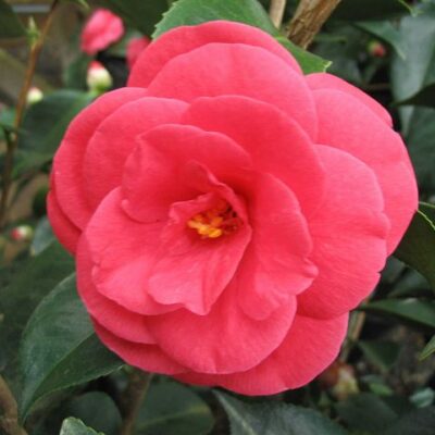 Camellia japonica 'Arctic Rose'