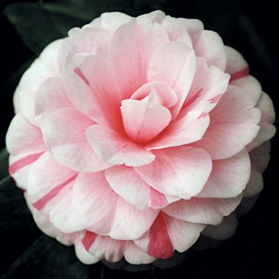 Camellia japonica 'April Dawn'
