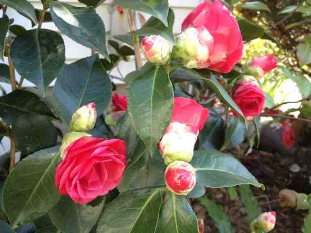 Camellia japonica 'Arctic Rose' | Kiefer Nursery: Trees, Shrubs, Perennials