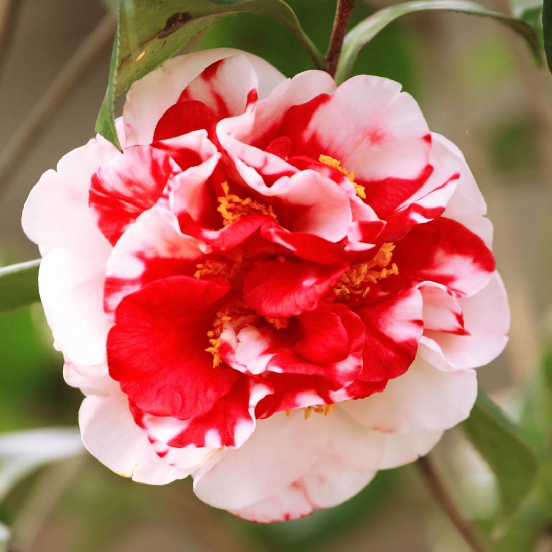 Camellia japonica ‘Dixie Knight Supreme’ | Kiefer Nursery: Trees