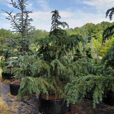 Cedrus deodara 'Devinely Blue'