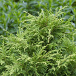 Chamaecyparis pisifera ‘Dow Whiting’ (Soft Serve®) | Kiefer Nursery ...