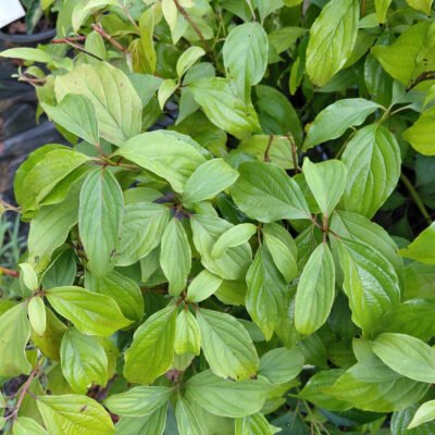 Cornus sericea 'Kelseyi