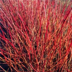 Cornus sericea ‘Kelseyi | Kiefer Nursery: Trees, Shrubs, Perennials