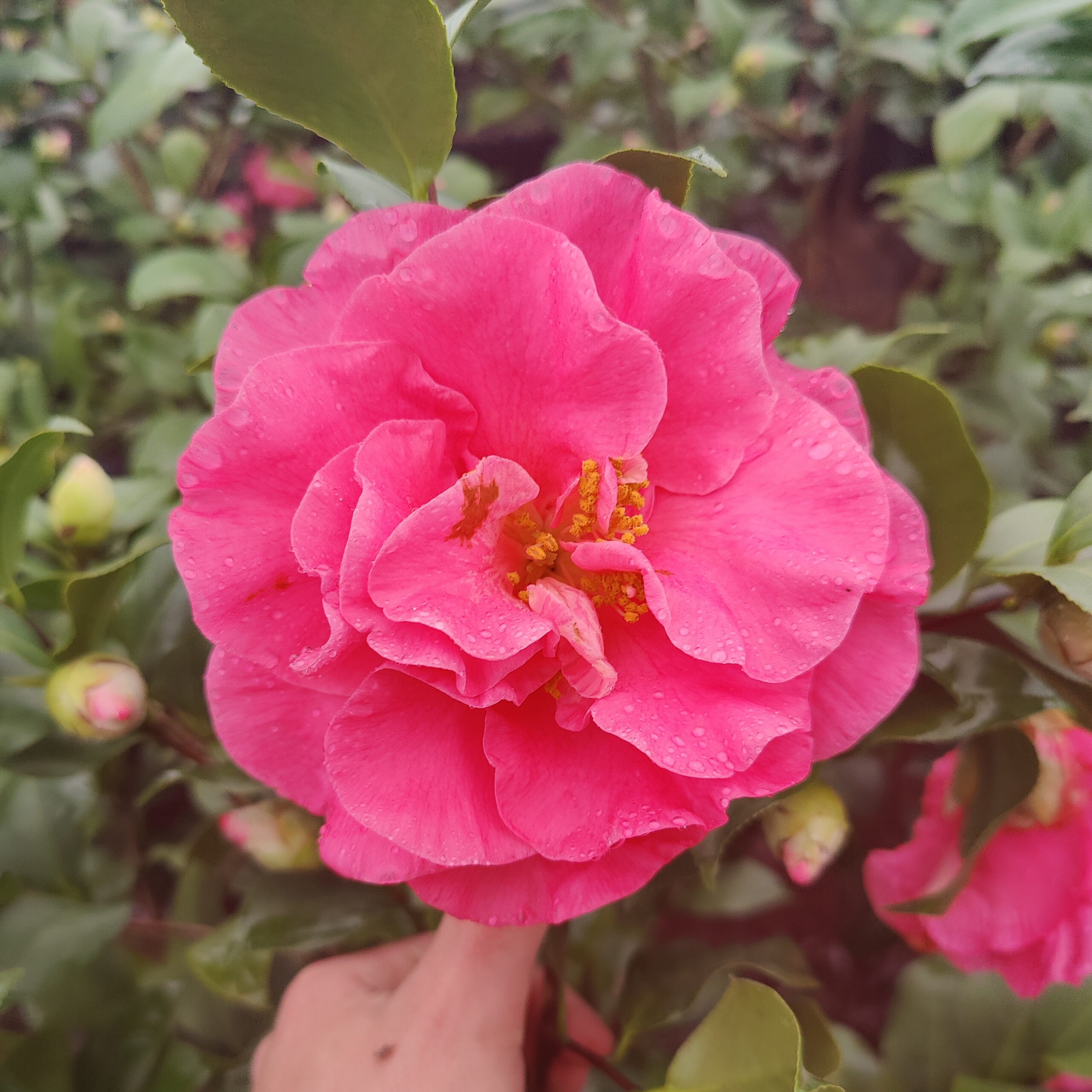 Camellia japonica 'Marie Bracey' - Kiefer Nursery: Trees, Shrubs, Perennials