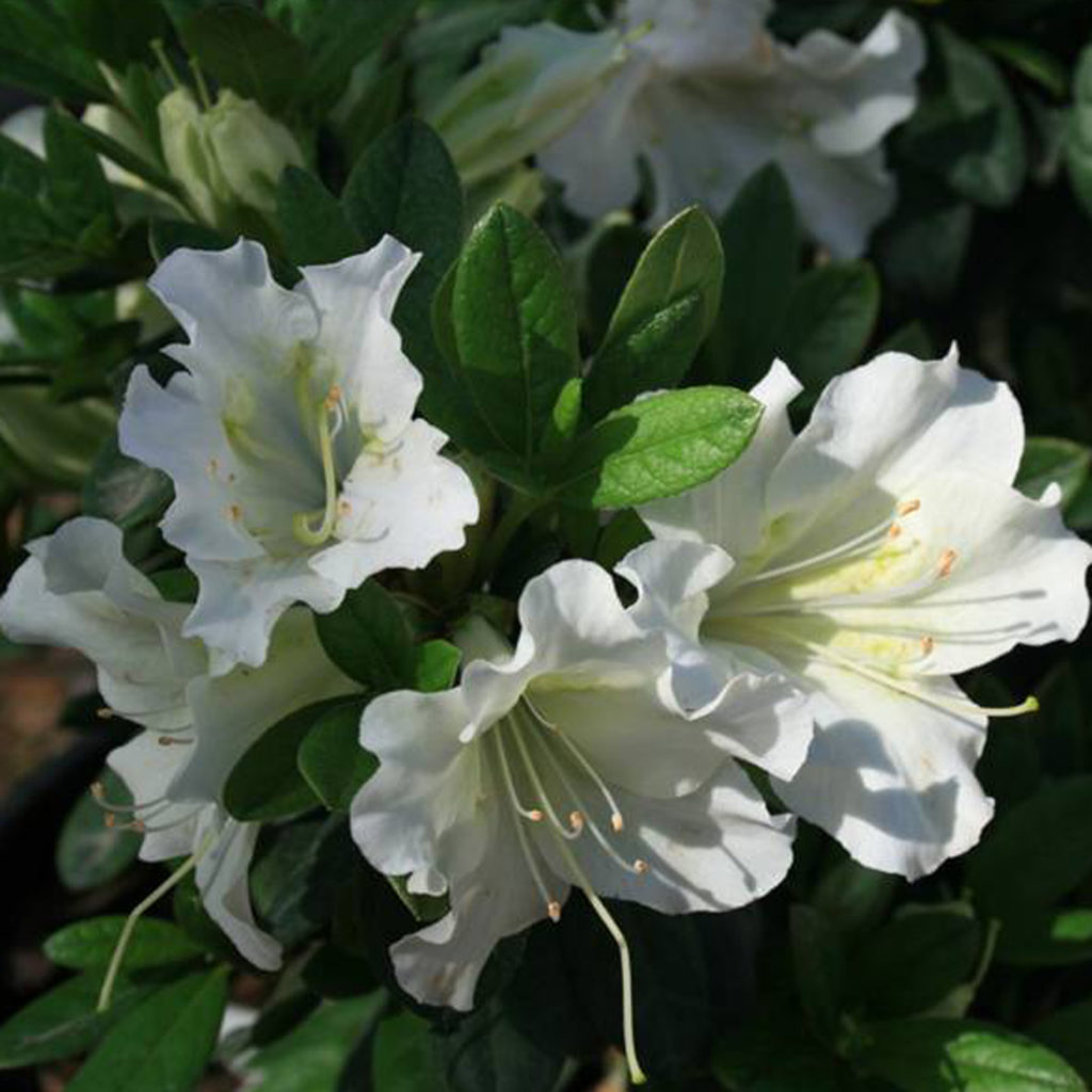 Rhododendron x ‘RLH1-3P3’ Bloom-A-Thon(TM) White | Kiefer Nursery