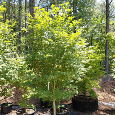 Acer palmatum 'Orange Flame'