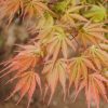 Acer palmatum 'Orange Flame'