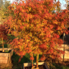 Acer palmatum 'Orange Flame' - Image 3