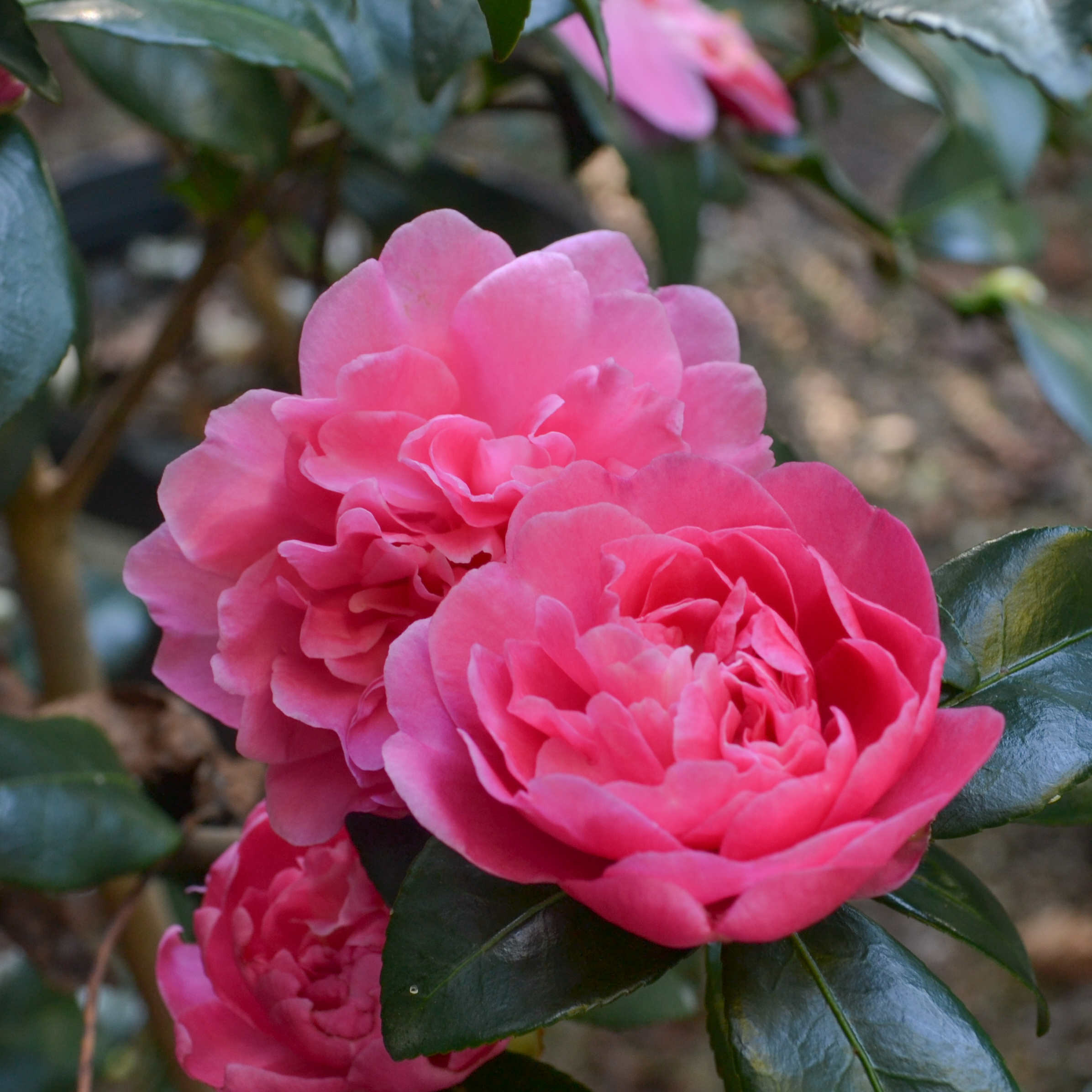 Camellia x 'Autumn Spirit'