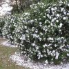 Camellia japonica 'April Snow' - Image 2