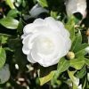 Camellia sasanqua 'Autumn Moon'