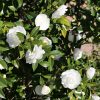 Camellia sasanqua 'Autumn Moon' - Image 2