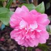 Camellia x 'Autumn Spirit'