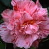 Camellia japonica 'Kick Off'