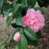 Camellia japonica 'Kick Off' - Image 2
