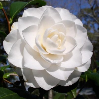 Camellia japonica 'Sea Foam'