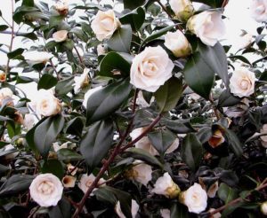 Camellia japonica ‘Sea Foam’ | Kiefer Nursery: Trees, Shrubs, Perennials