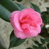 Camellia x 'Spring Awakening'
