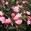 Camellia x 'Spring Awakening' - Image 2