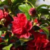 Camellia japonica 'Tom Knudsen' - Image 2