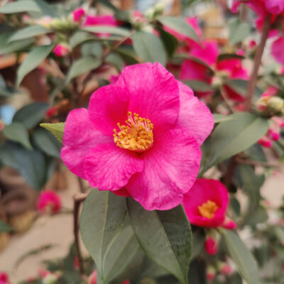 Camellia x 'Crimson Candles'