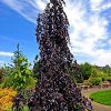 Fagus sylvatica 'Purple Fountain' - Image 2
