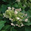 Hydrangea paniculata 'Yuki gessho' - Image 2