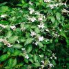 Hydrangea serrata 'O Amacha Nishiki' - Image 2