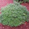 Ilex vomitoria 'Schillings Dwarf'