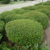 Ilex vomitoria 'Schillings Dwarf' - Image 2
