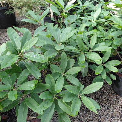 Illicium floridanum 'JCJC' (Miss Scarlet)