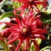 Illicium floridanum 'JCJC' (Miss Scarlet)