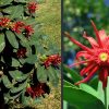 Illicium floridanum 'JCJC' (Miss Scarlet) - Image 3