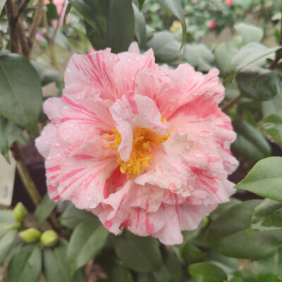 Camellia japonica 'Kick Off'