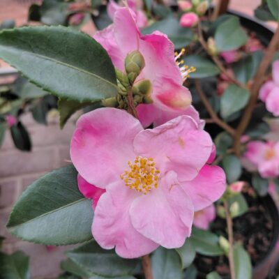 Camellia x 'Koto-no-Kaori'