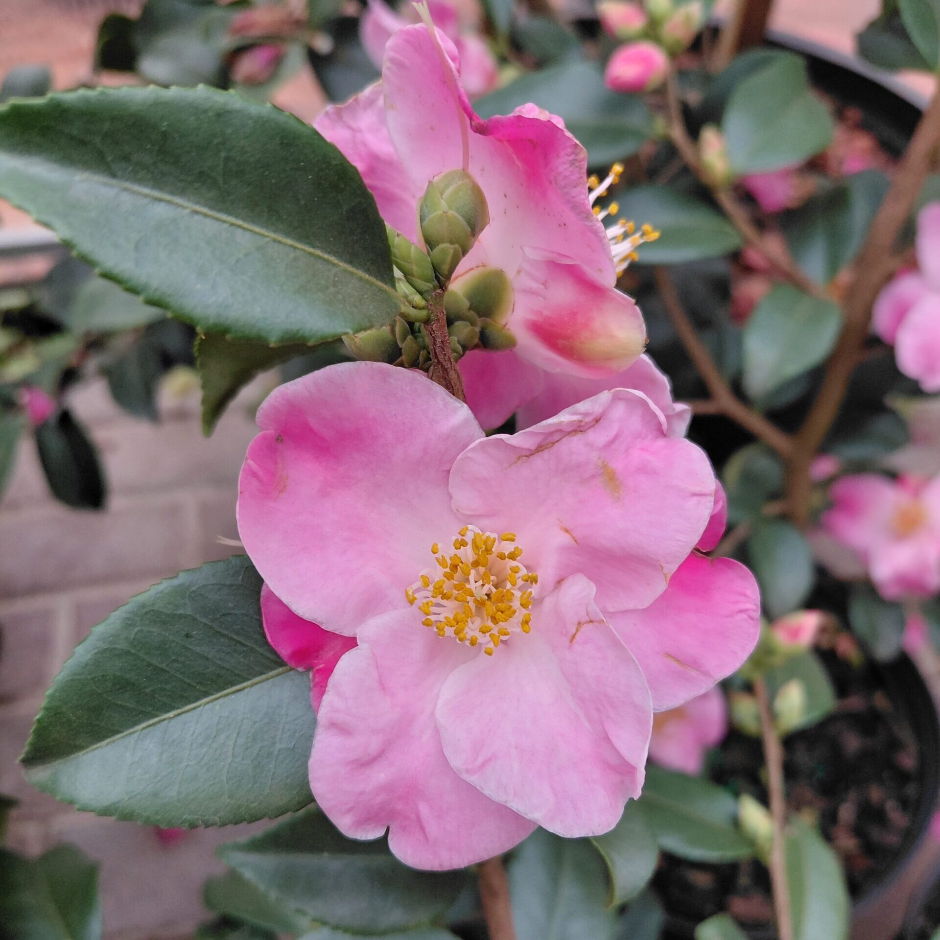 Camellia x 'Koto-no-Kaori'