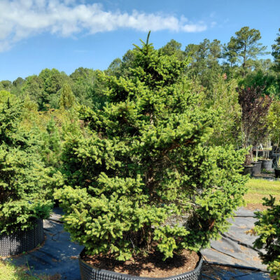 Picea orientalis 'Shadow's Broom'