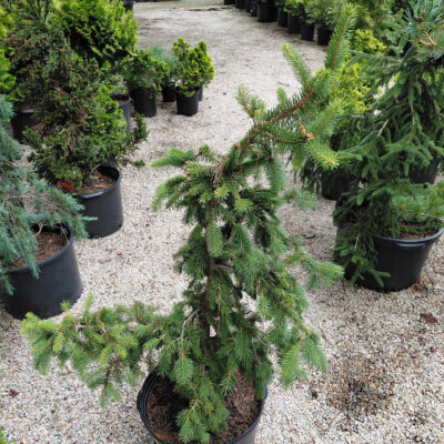 Picea abies 'Pendula'