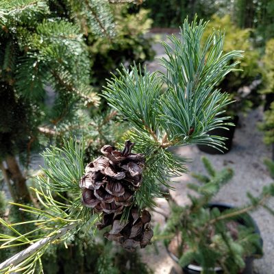 Pinus parviflora 'Glauca'