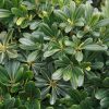 Pittosporum tobira 'Wheeleri'