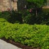 Pittosporum tobira 'Wheeleri' - Image 2