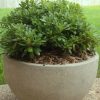 Pittosporum tobira 'Wheeleri' - Image 3