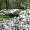 Azalea 'Mrs. G.G. Gerbing' - Image 2