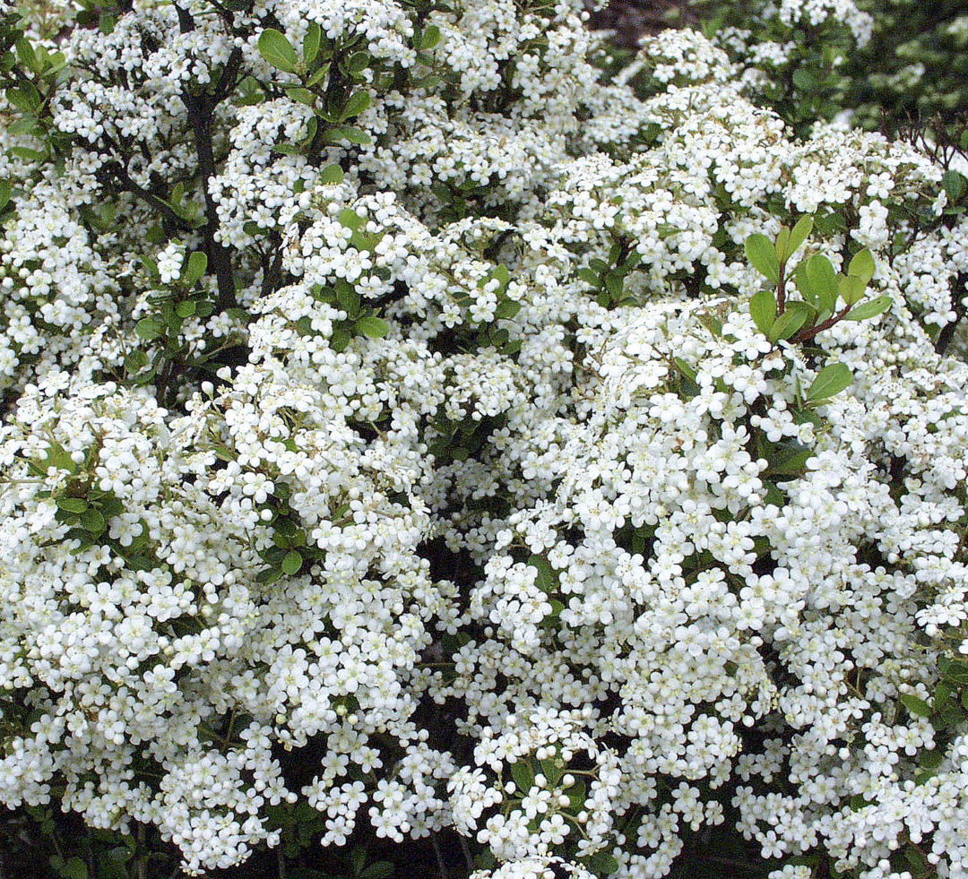 Viburnum obovatum ‘Densa’ Kiefer Nursery Trees, Shrubs, Perennials